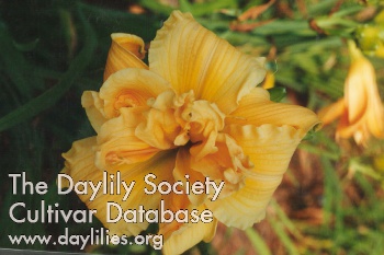 Daylily Savannah Debutante